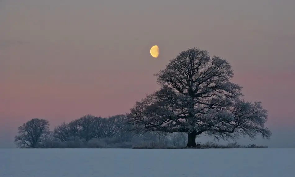 Lindeløff, Jørgen Hans: The Oak and The Moon