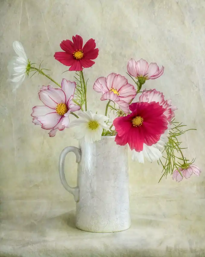 Disher, Mandy: Cosmos carnival