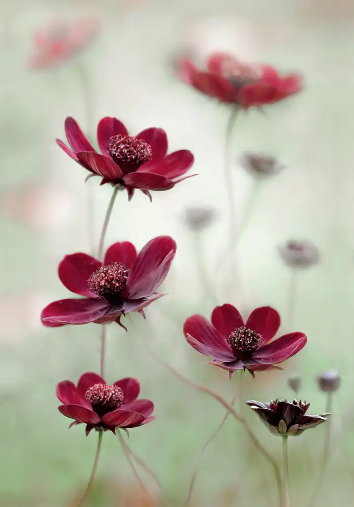 Disher, Mandy: Cosmos sway