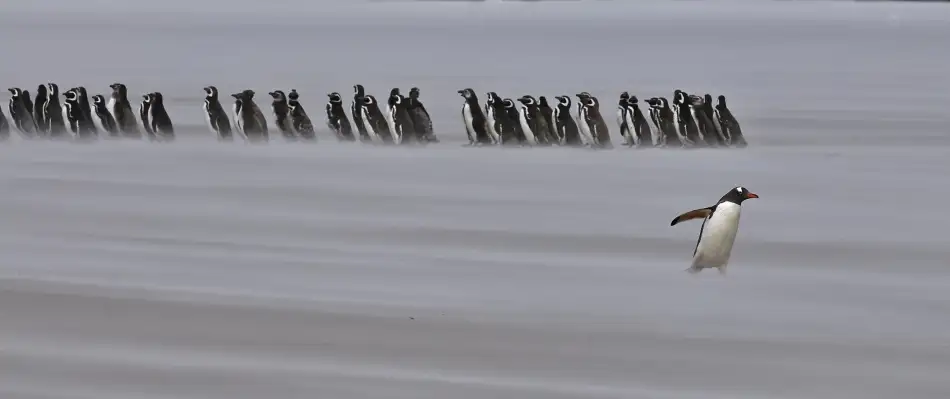 Kokinskiy, Sergey: Sandstorm