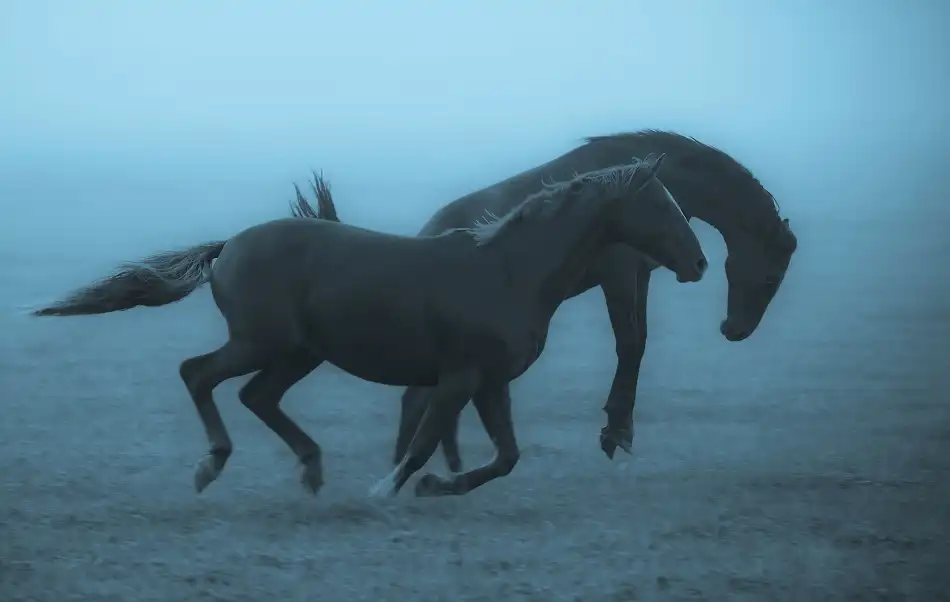 Wallberg, Allan: Horses in the fog