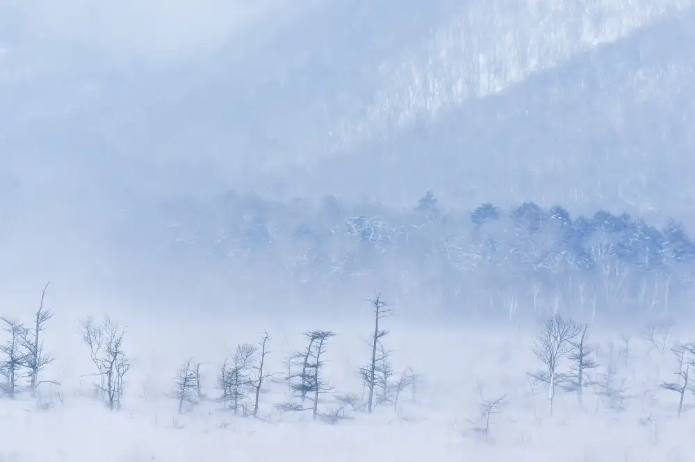 Tomihisa, Kouji: Snowstorm and young trees