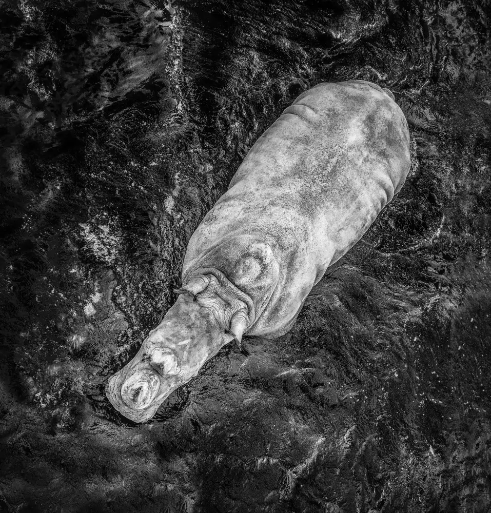 Duran, Luis Juan: Rino in bath