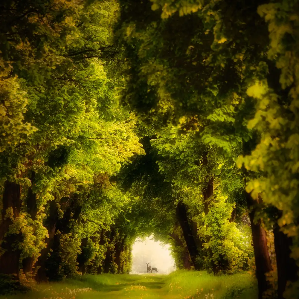 Krol, Bax Piotr: spring time