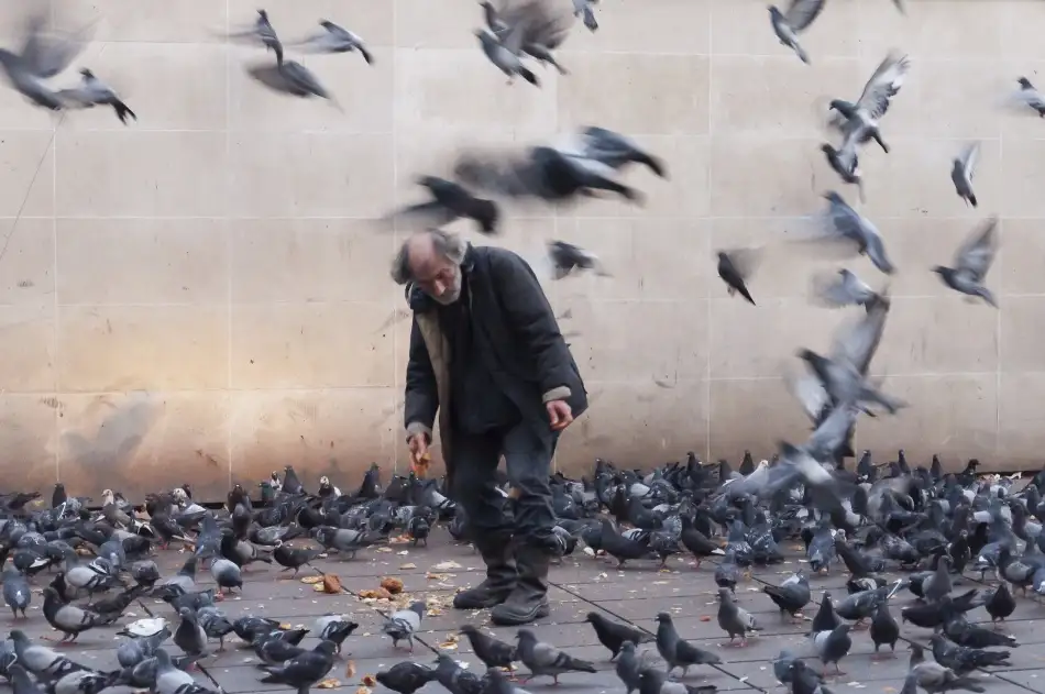 Ličko, Jaro: Lord of the pigeons