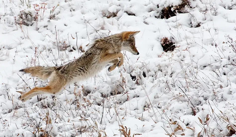 Forns, Alfred: Pouncing !!