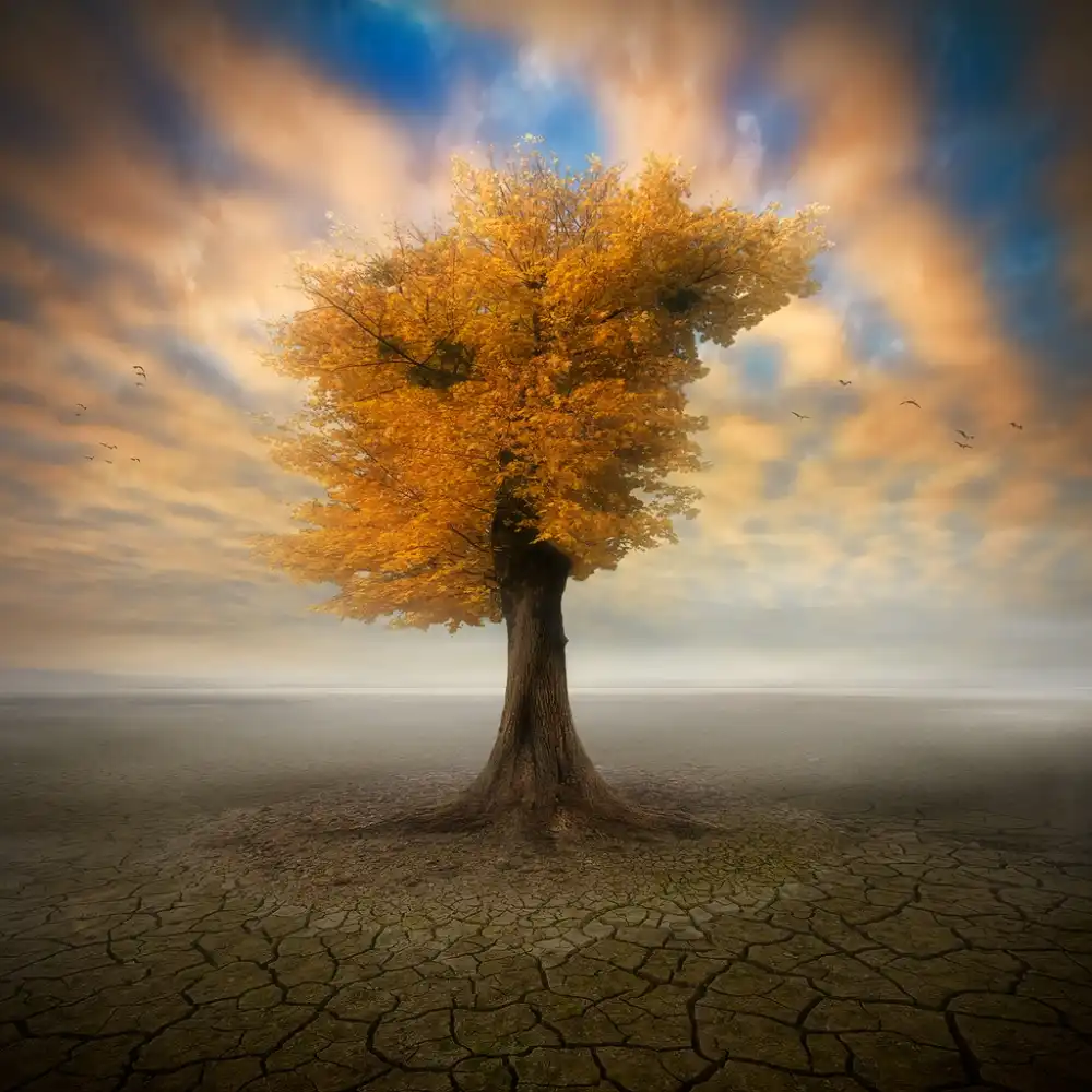 Krol, Bax Piotr: lonesome