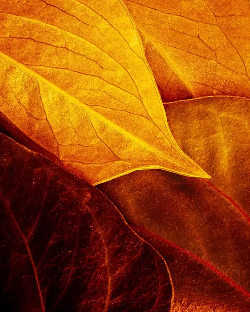 Laercio, Luiz: Leaves