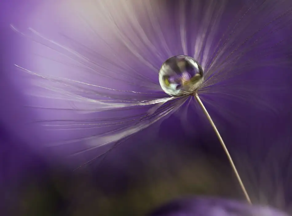 Westum, Heidi: In shades of purple