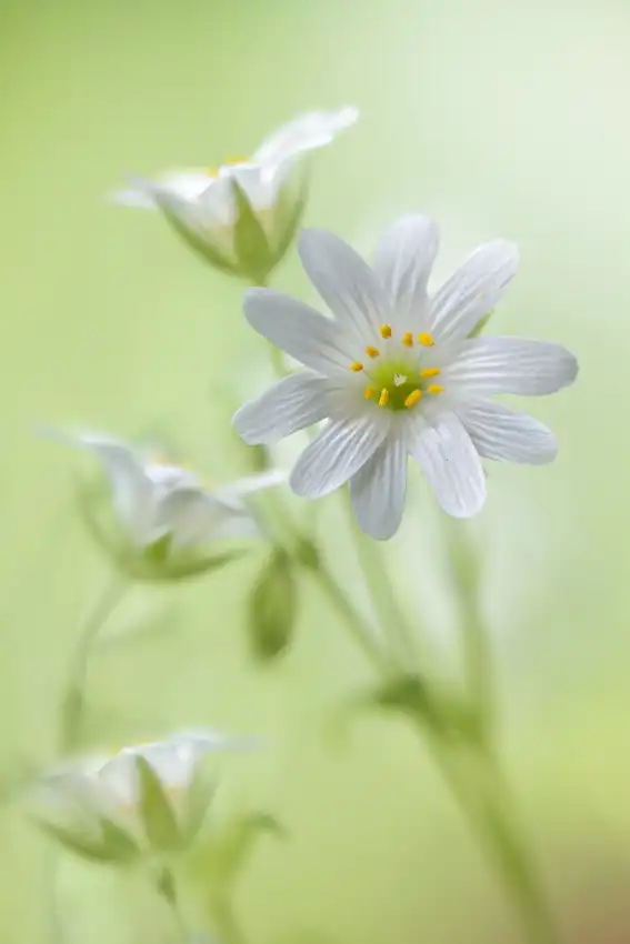 Disher, Mandy: Spring sparkle