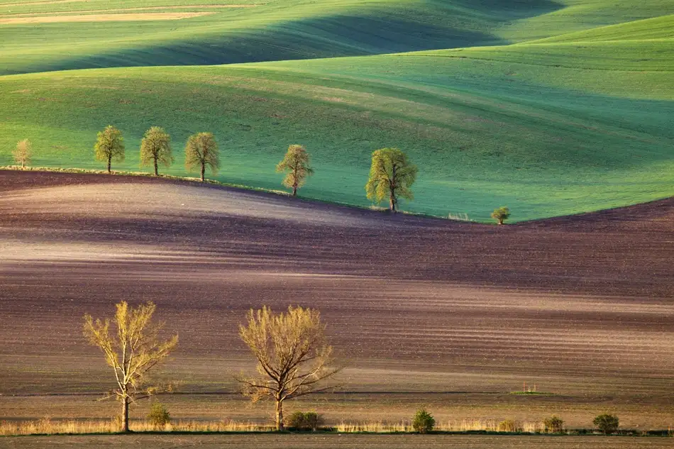 Tomasz, Chowaniec: ...