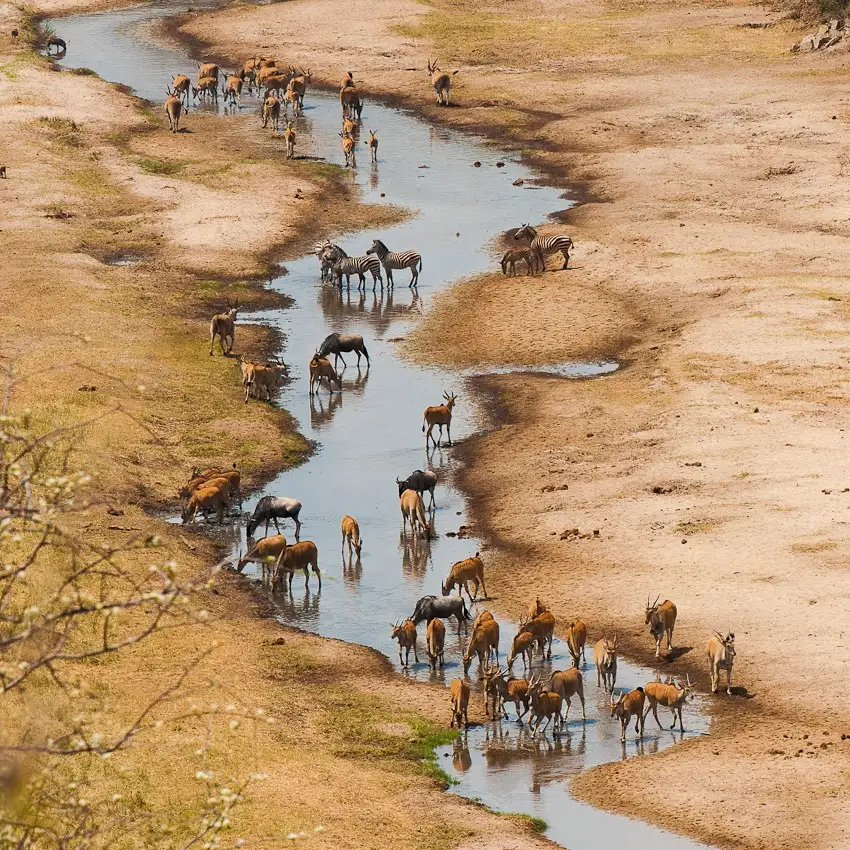 Pelissier, Marc: Der Tarangire-Fluss