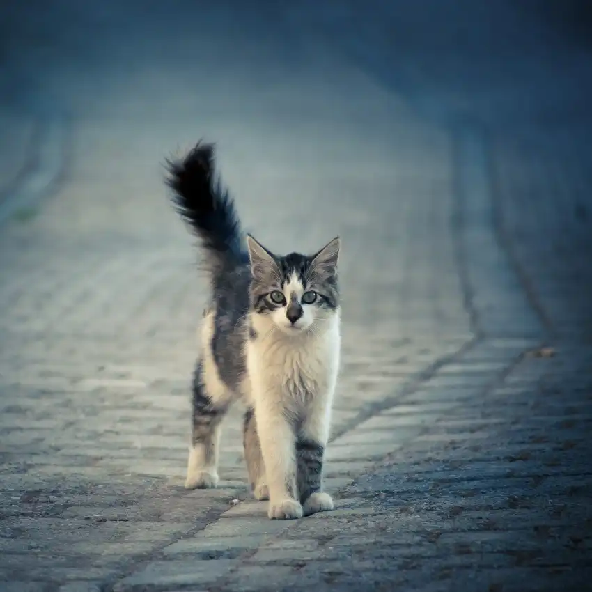 Ilijic, Dejan: little one