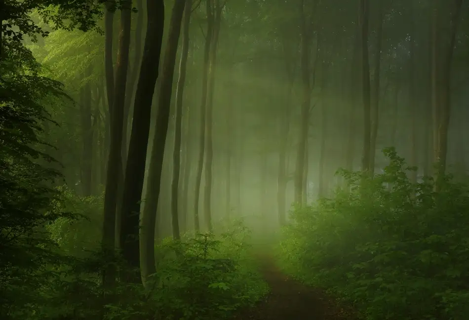 Maier, Norbert: Waldmorgen
