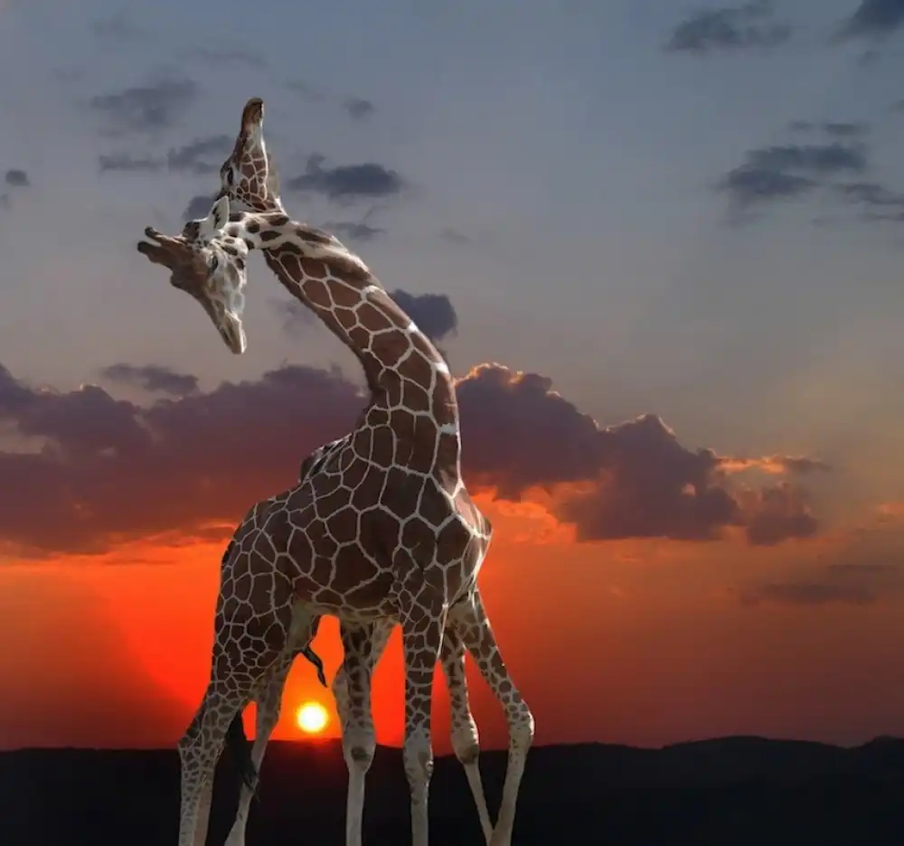 Cseresnjes, Anna: giraffe al tramonto