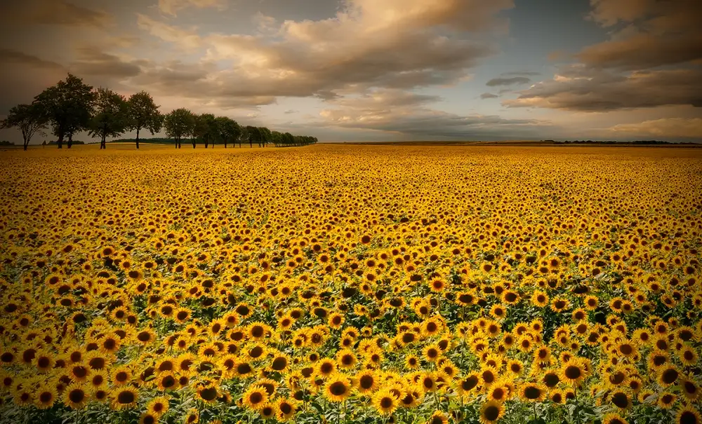Krol, Bax Piotr: Sunflowers