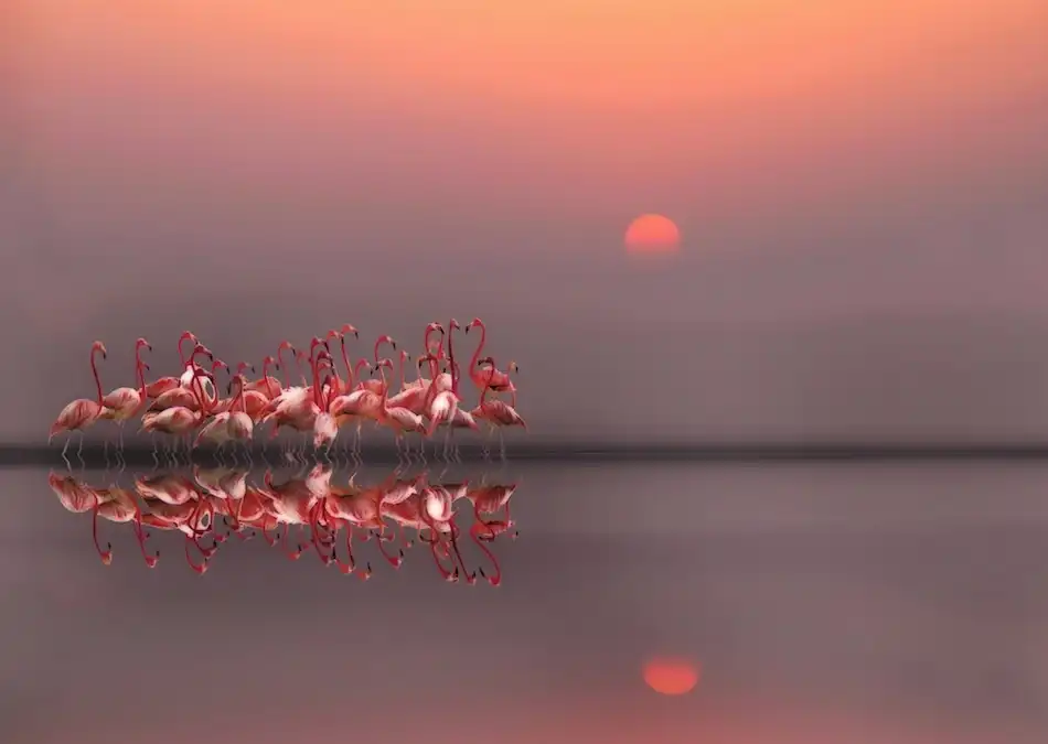 Cseresnjes, Anna: tramonto viola