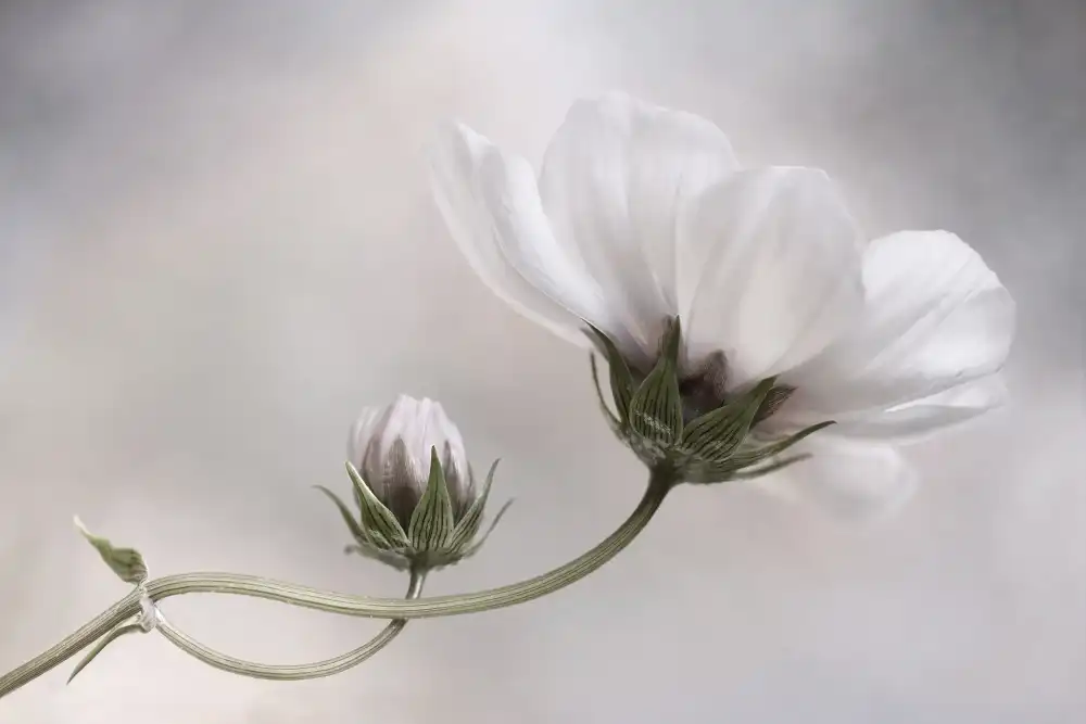 Disher, Mandy: Simply Cosmos