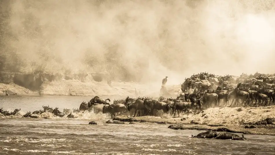 Alnaser, Mohammed: Nature's Wonder (The Great Migration)
