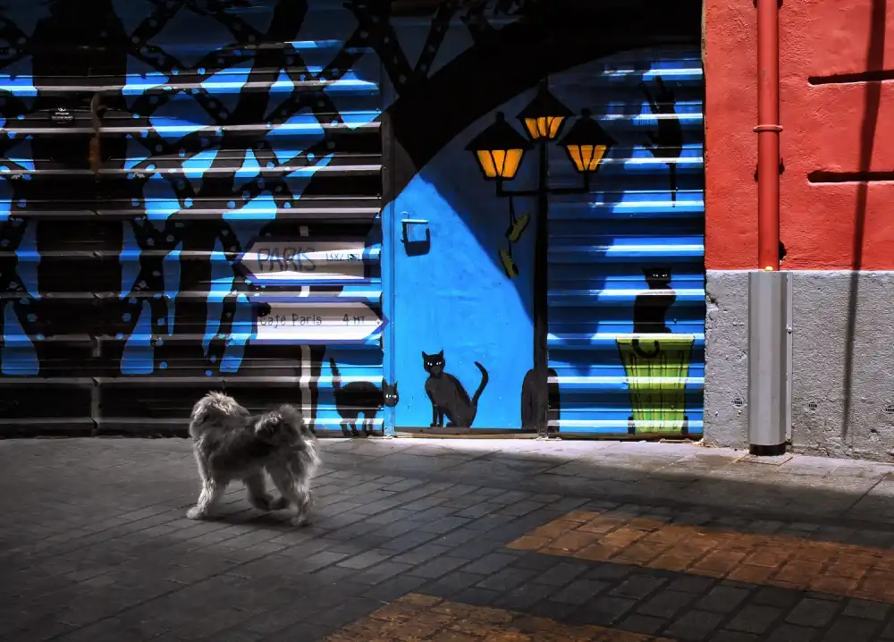 Duran, Luis Juan: The street cats.