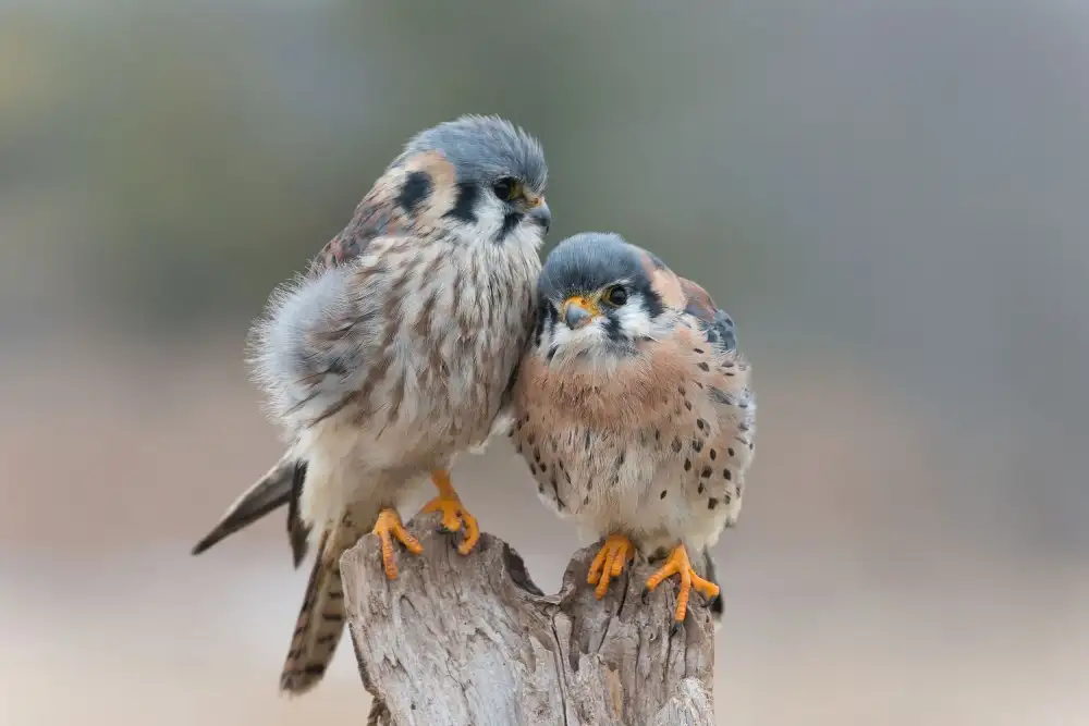 Kalathas, Nick: Love Birds