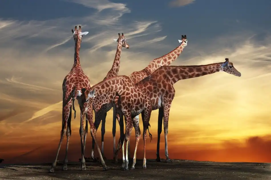 Cseresnjes, Anna: incontro delle giraffe