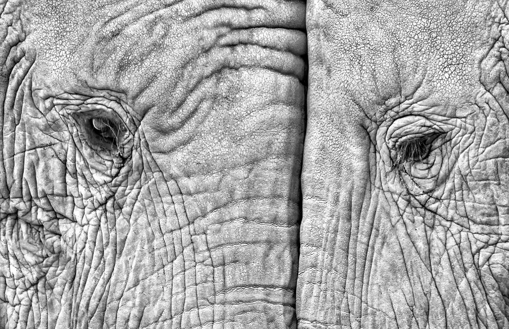 Duran, Luis Juan: Two elephants