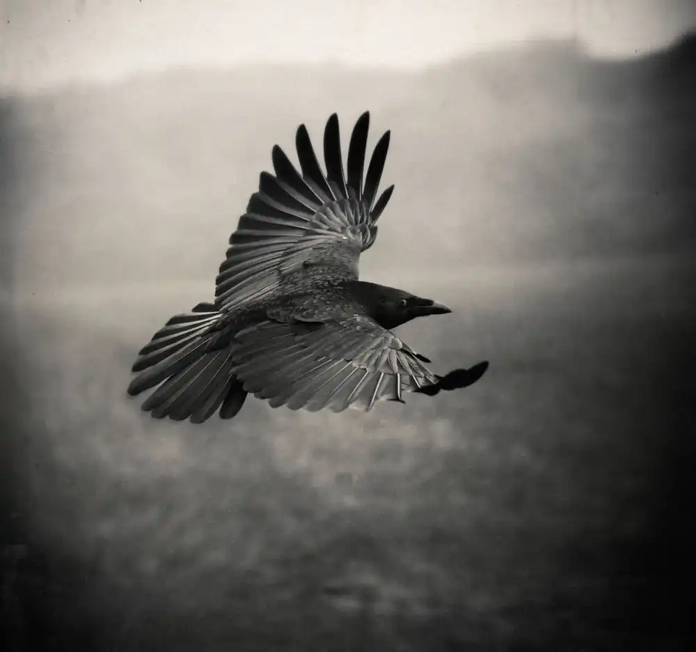 Droste, Holger: the Crow