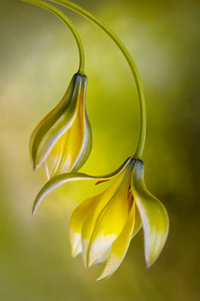 Disher, Mandy: Tulipa
