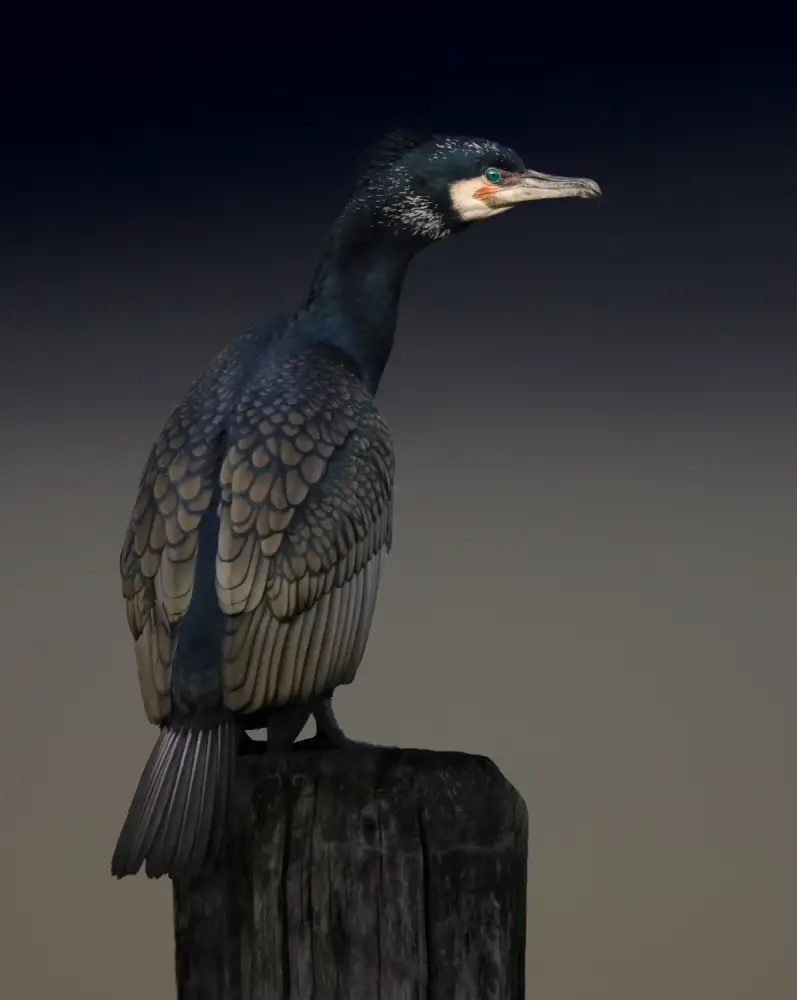 Eilertsen, Martin: Cormorant palette