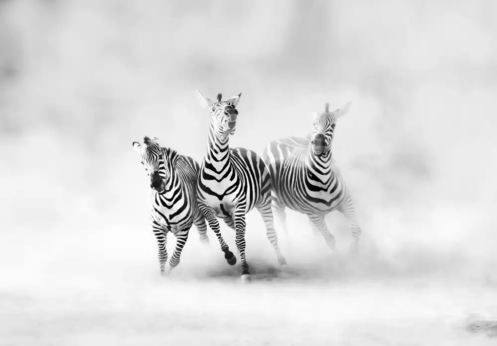 Duran, Luis Juan: ZEBRE