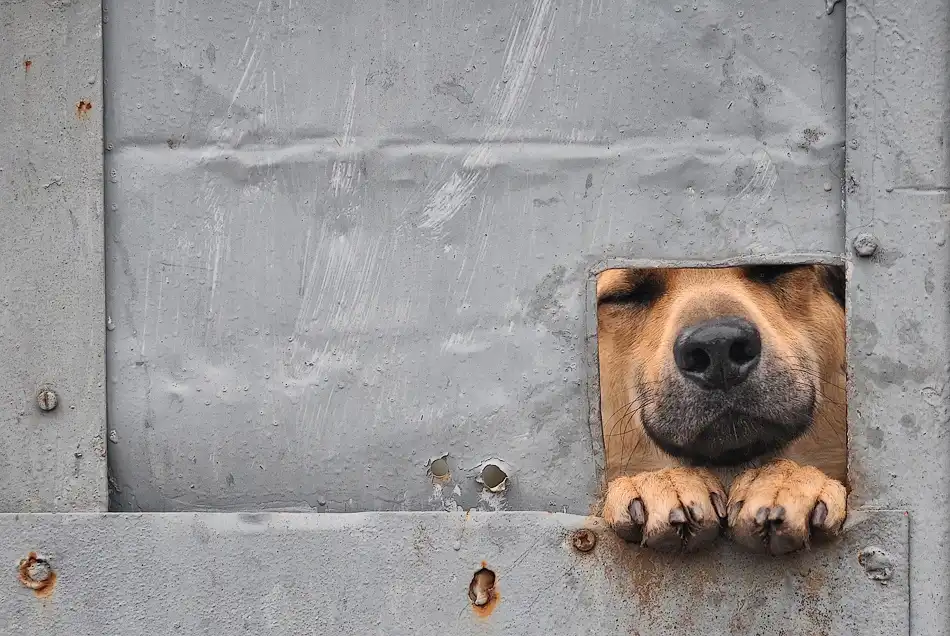Knartist: Benji's window