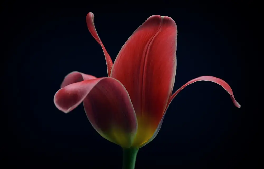 Grønkjær, Lotte: Primer tulipán