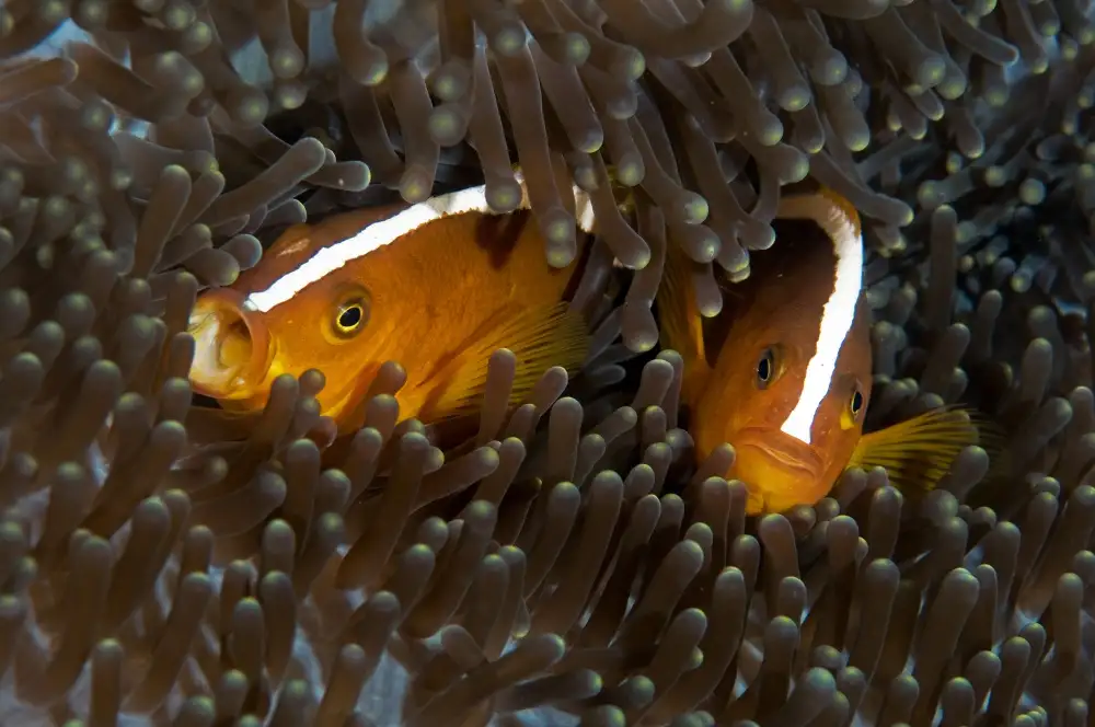 Tov, Ben Ilan: Skunk Anemone Fish