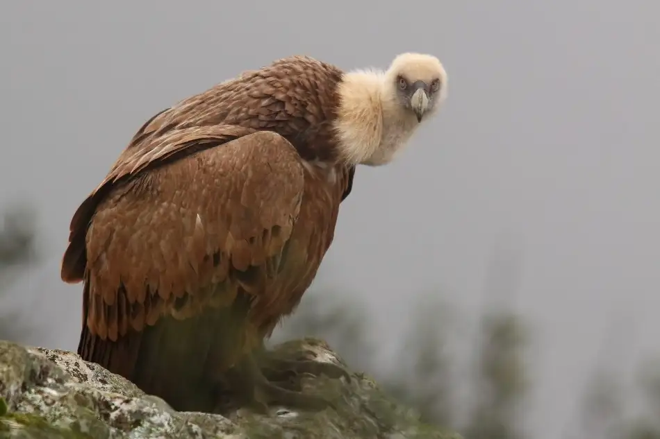 Merino, Nicolás: The look of the hunchback