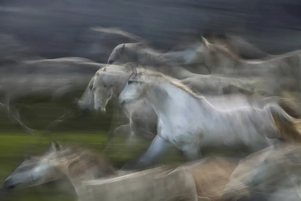 Malovrh, Milan: Stampedo
