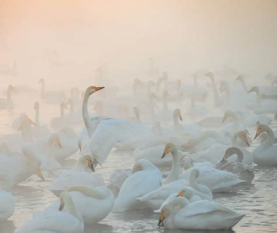 Dubikovskiy, Dmitry: Song of the Morning Light
