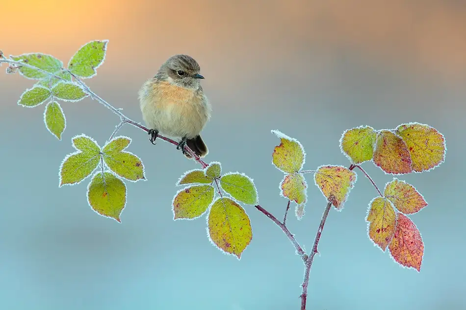 Dominguez, Miguel Andres: Winter colors
