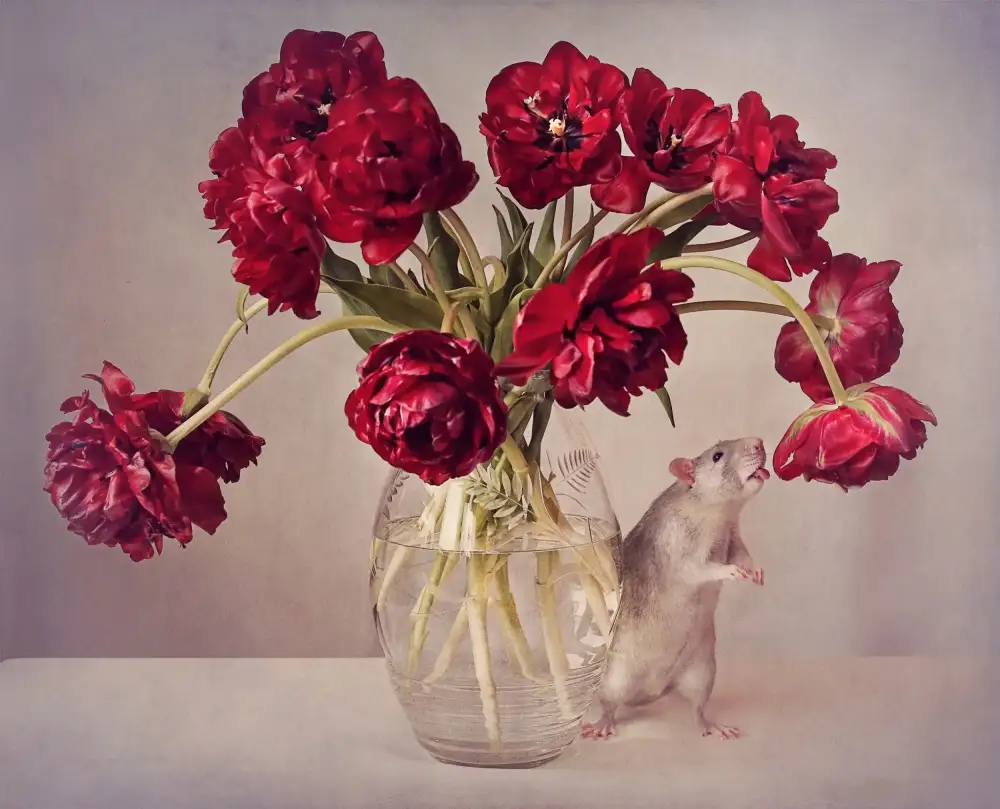 Deelen, van Ellen: Natura morta con tulipani :) (Vaso costoso.....caricato per il tema settimanale Costoso