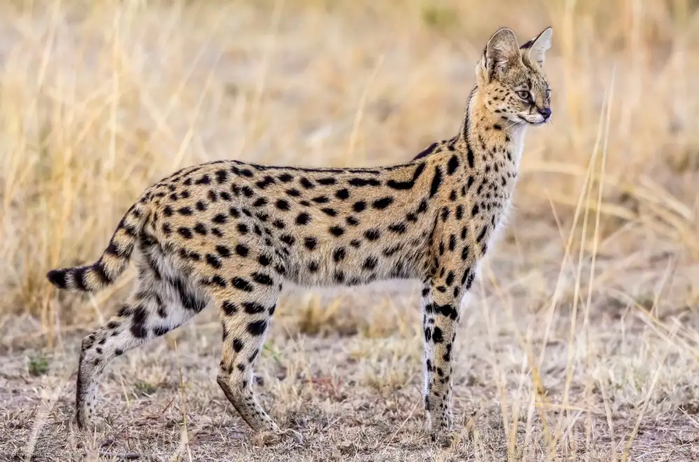 Sink, C. Jeffrey: Caccia al serval