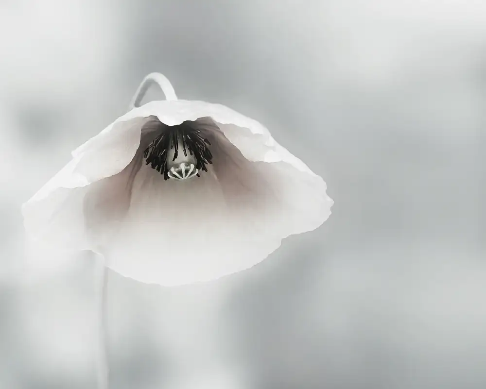 Flour, Piet: Ephemeral Beauty