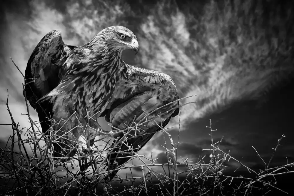 Guillemot, Mathilde: Estar alerta