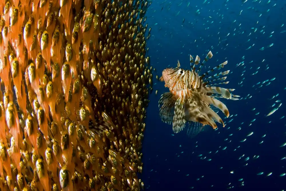 Tov, Ben Ilan: Lion fish staring at its lunch