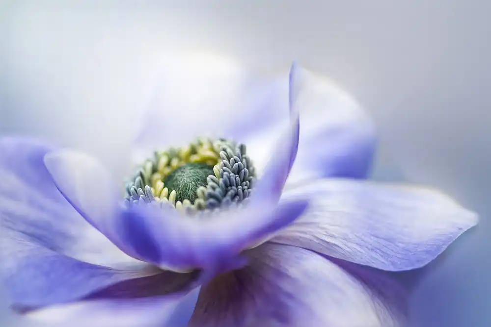 Parker, Jacky: Anemone De Caen