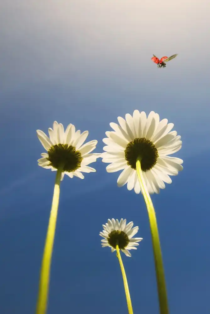 Lobato, C. Jose: Ladybug