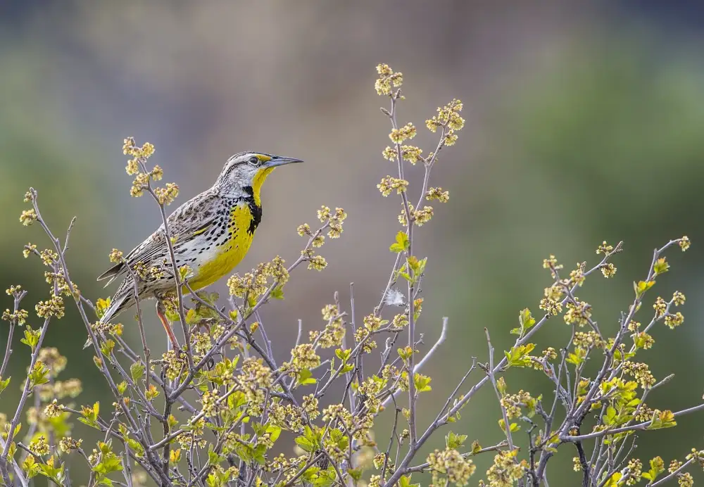 Verdon: Happy Spring