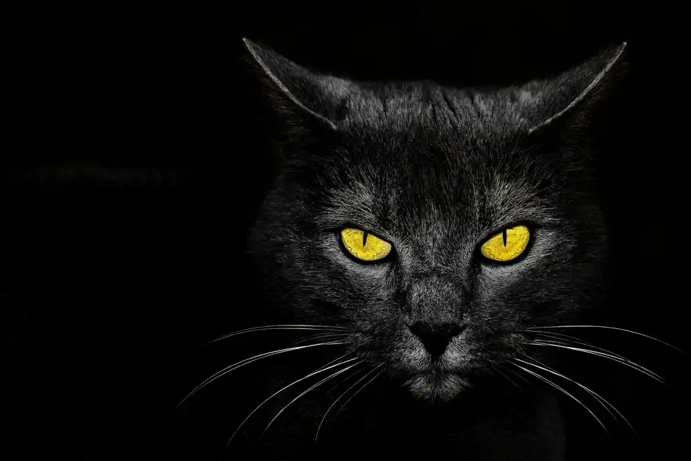 Baloh, Davorin: Black Cat