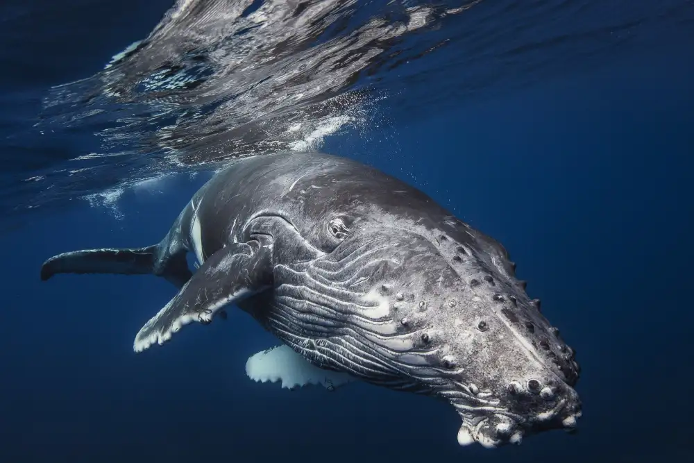 Gabriel, Barathieu: Humpback Whale