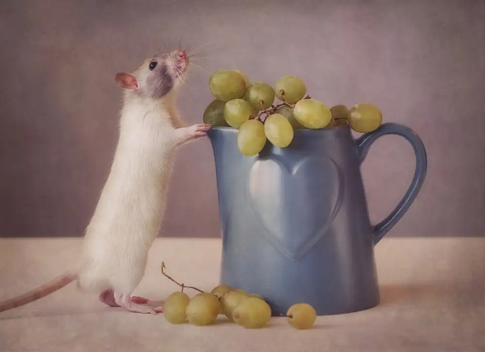 Deelen, van Ellen: Snoozy loves grapes