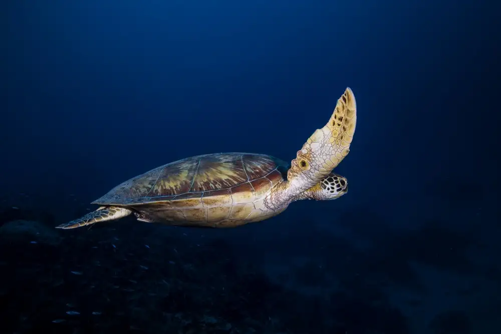 Gabriel, Barathieu: Green Turtle